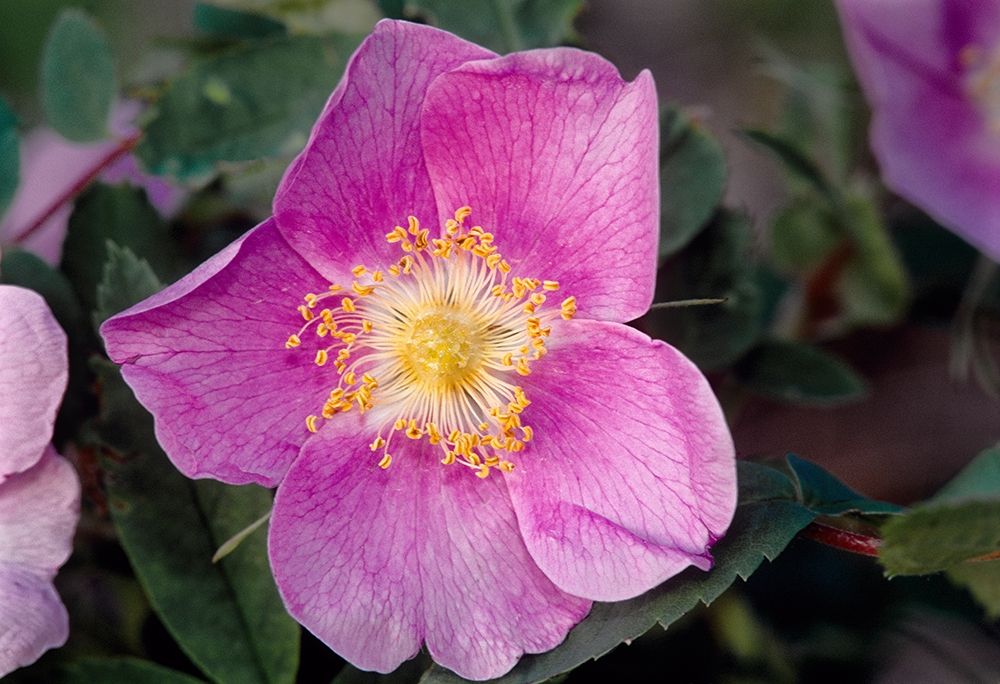 Canada-Manitoba-Nopiming Provincial Park Pink rose blossom close-up art print by Jaynes Gallery for $57.95 CAD
